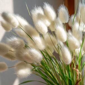 以下が含まれることがあります： ふわふわとした白いウサギの尻尾草のブーケのクローズアップ。柔らかく円筒形の小穂が密集し、緑色の茎と葉があります。自然な麻ひもで束ねられています。