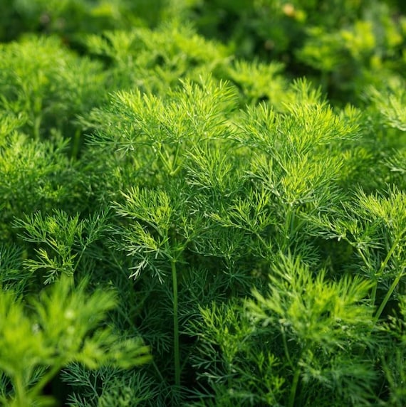 Organic Bouquet Dill Seeds – Anethum graveolens 100 Seeds | Aromatic Culinary Herb, Easy-to-Grow Annual