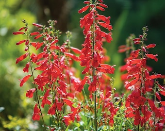 Firecracker Penstemon 100 Seeds | Eaton's Penstemon for Pollinator Gardens