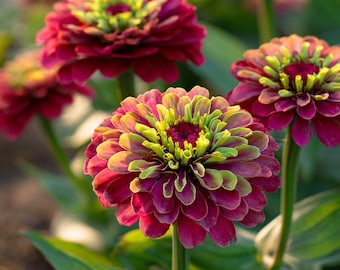 Queen Red Lime Zinnia 10 Seeds | Zinnia Elegans Blooms