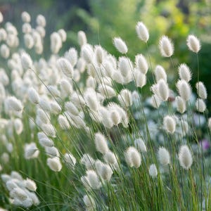 以下が含まれることがあります： ふわふわとした白いウサギの尻尾草の畑のクローズアップ。柔らかい楕円形の種子頭があります。緑の草の葉とぼやけた緑と白の背景が、穏やかで自然なシーンを作り出しています。この画像は、静けさを感じさせます。