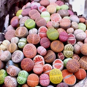 May include: A collection of colorful living stone plants, with a variety of colors including green, orange, pink, and brown. The plants have a split, rounded shape, and are arranged in a dense cluster. The textures vary from smooth to patterned.