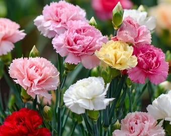 Chabaud Clove Carnation Seeds – Dianthus caryophyllus 100 Seeds | Fragrant Vintage Blooms | Long-Lasting Cut Flowers