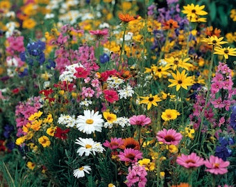 Wildflower Seeds - Dry Land Mix 1000 Seeds