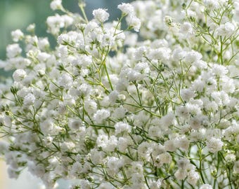 Gypsophila Elegans 500 Seeds – White Baby's Breath, Bouquet