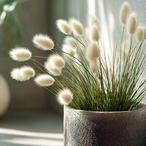 以下が含まれることがあります： ふわふわとしたクリーム色のウサギの尻尾草をあしらった装飾的なアレンジメントのクローズアップ。草は、質感のある濃い灰色のセラミックポットに入っています。緑の草の葉は、柔らかい白い花とコントラストをなしています。