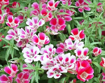 Farewell to Spring 1000 Seeds | Clarkia amoena – Bright Pink Blooms for Summer Gardens