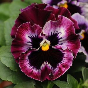 May include: Close-up of a vibrant pansy flower with deep burgundy petals edged in white and magenta. The flower's center is a dark, velvety black with a bright yellow stamen. Green leaves provide a natural backdrop.