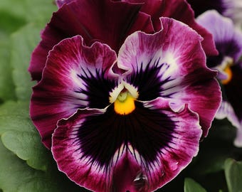Frizzle Sizzle Raspberry Pansy 25 Seeds | Ruffled Viola, Rare Variety