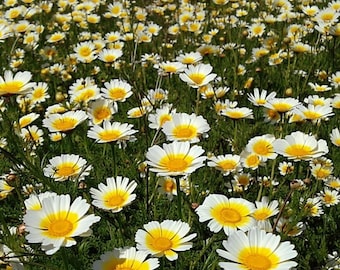 Garland Daisy 500 Seeds | Heirloom Chrysanthemum coronarium for Gardens & Borders