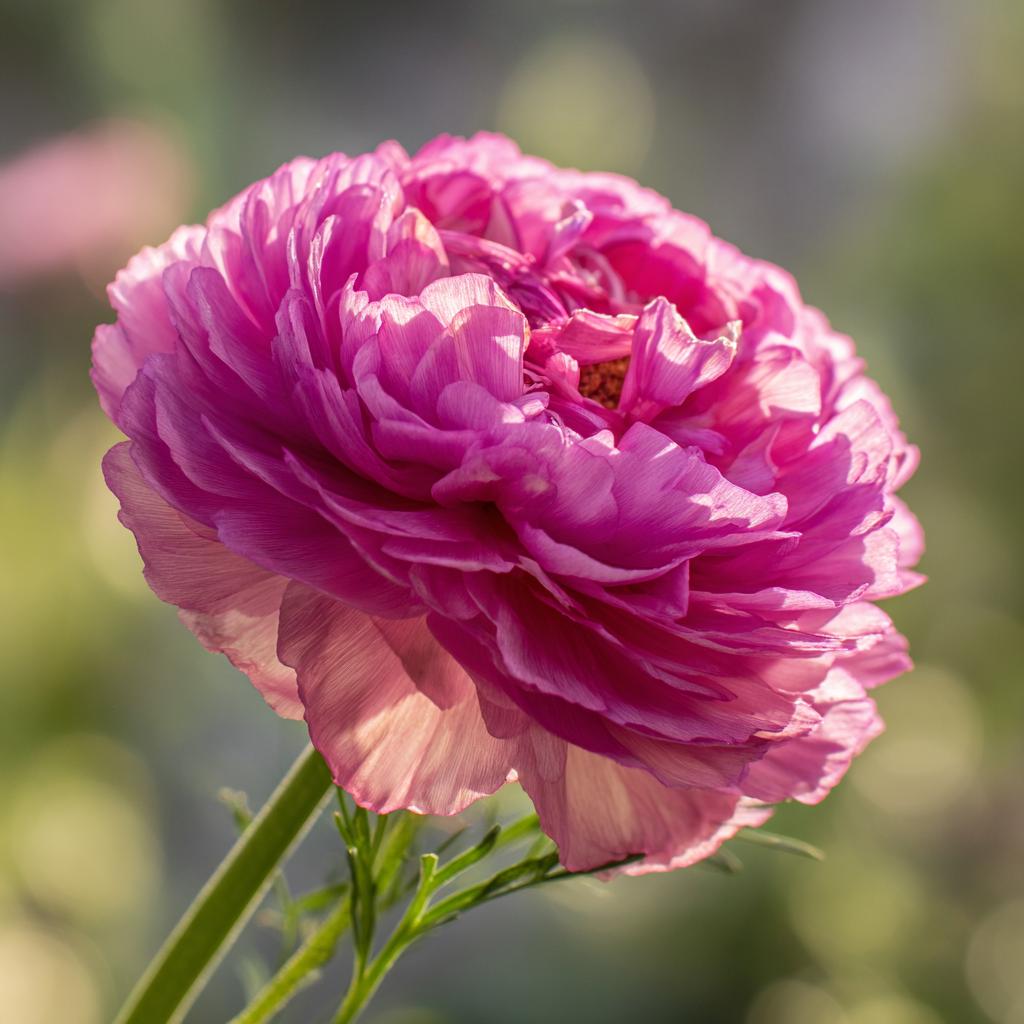 Double Click Rose Bonbon Cosmos 25 Seeds – Rose-pink Blooms - Etsy