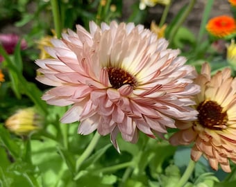 Strawberry Blonde Calendula 25 Seeds – Organic | Soft Pink-Orange Edible Flowers for Gardens & Bouquets