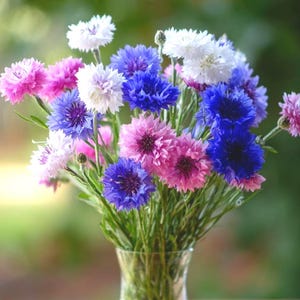 Cornflower 120 Seeds Mix, Bachelor's Button, Cottage Garden Blooms, Heirloom