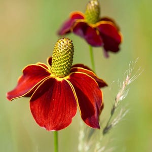 May include: Close-up of two vibrant red flowers with yellow-lined petals and a prominent green, textured center. The flowers are set against a soft green background, with a few blades of grass in the foreground, creating a natural, botanical theme.