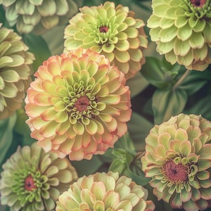 May include: Close-up of several zinnia flowers in various stages of bloom. The petals transition from green to peach and yellow, with dark red centers. The flowers are surrounded by green leaves, creating a natural, floral theme.