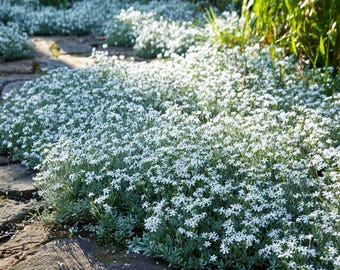 Blue Hosta Seeds Canada 200 Snow In Summer Flower Seeds