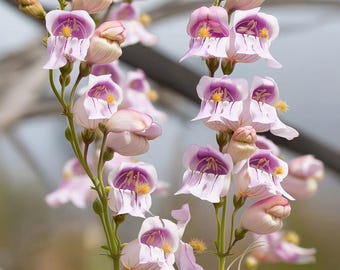 Palmer's Penstemon 100 Seeds | Wild Snapdragon (Penstemon palmeri) for Pollinator Gardens