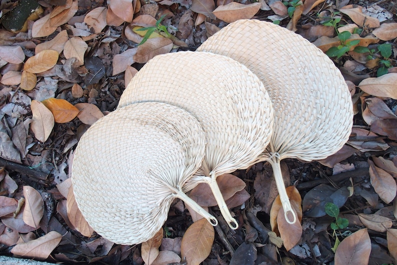 May include: Three woven fans of varying sizes, made of natural materials, are arranged on a bed of brown leaves. The fans are white and have a delicate, hand-crafted appearance.