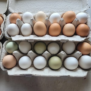 rainbow chicken eggs, 1 dozen for eating