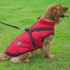 May include: A red quilted dog jacket with a black harness and leash attached. The jacket has a navy blue trim and a circular patch with white text and a star design. The dog is sitting on green grass.