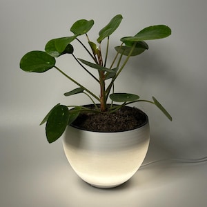 May include: A green Pilea peperomioides plant in a white, glowing, spherical pot. The plant has round, flat leaves and a central stem. The pot has a black rim and a soft, diffused light emanating from within. A white cord extends from the base.