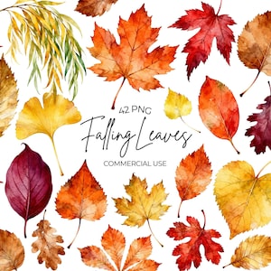Könnte beinhalten: Eine Sammlung von Aquarell-Herbstblättern in Rot-, Orange-, Gelb- und Brauntönen. Das Bild enthält den mittig platzierten Text 42 PNG Falling Leaves COMMERCIAL USE zwischen verschiedenen Blattformen wie Ahorn, Eiche und Ginkgo.