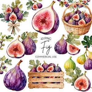 May include: A collection of watercolor illustrations featuring purple and green figs, including whole fruits, halved figs with pink interiors, a woven basket filled with figs, a wooden crate of figs, and a bouquet of figs tied with a beige ribbon.