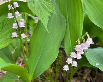 3 Plump Lily of the Valley Roots - Etsy
