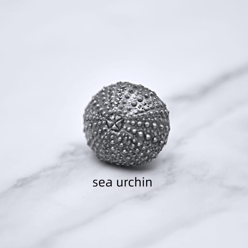 Peut inclure: Coquille d'oursin grise d&eacute;taill&eacute;e avec une surface textur&eacute;e et un motif en forme d'&eacute;toile. Les mots "sea urchin" sont imprim&eacute;s en dessous. Le fond est une surface en marbre blanc.