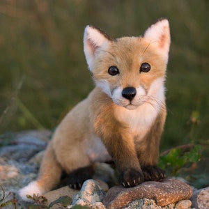 Baby fox - lifesize plush toy. OOAK artist Handmade collectible animal by photo poseable toy (Made to order/ shown as an example)