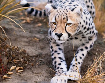 Cheetah Tao. Real size poseable Realistic toy. OOAK. Handmade collectible animal by photo (MADE to ORDER / shown as an example)