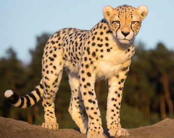 Cheetah Miracle. Real size poseable Realistic toy. OOAK. Handmade collectible animal by photo (MADE to ORDER)