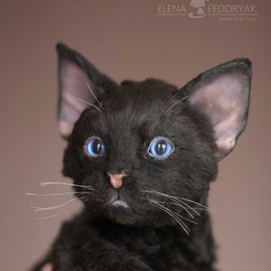 Può includere: Un gatto nero con gli occhi azzurri viene tenuto dalla mano di una persona. Il gatto ha un mantello riccio e sta guardando direttamente la telecamera.