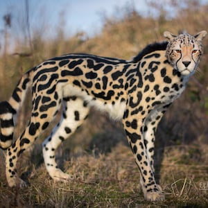 King Cheetah . Real size poseable Realistic toy. OOAK. Handmade collectible animal by photo