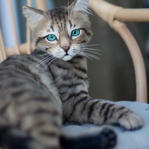 May include: A tabby cat with green eyes is lying on a light blue chair with a wooden frame. The cat is looking directly at the camera.