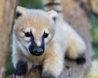 Baby Coati - realistic poseable toy (MADE to ORDER)