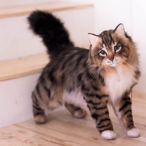 Norwegian forest cat stuffed animal online