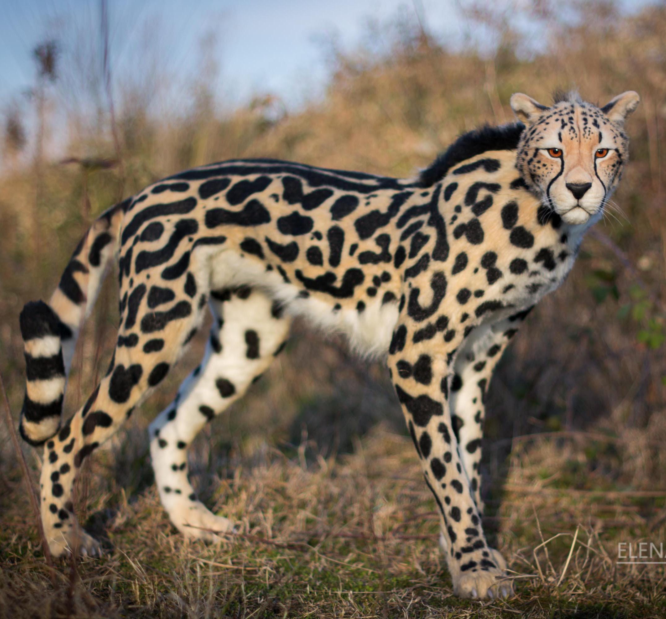 キングチーター。実物大でポーズをとれるリアルなおもちゃ。OOAK。写真