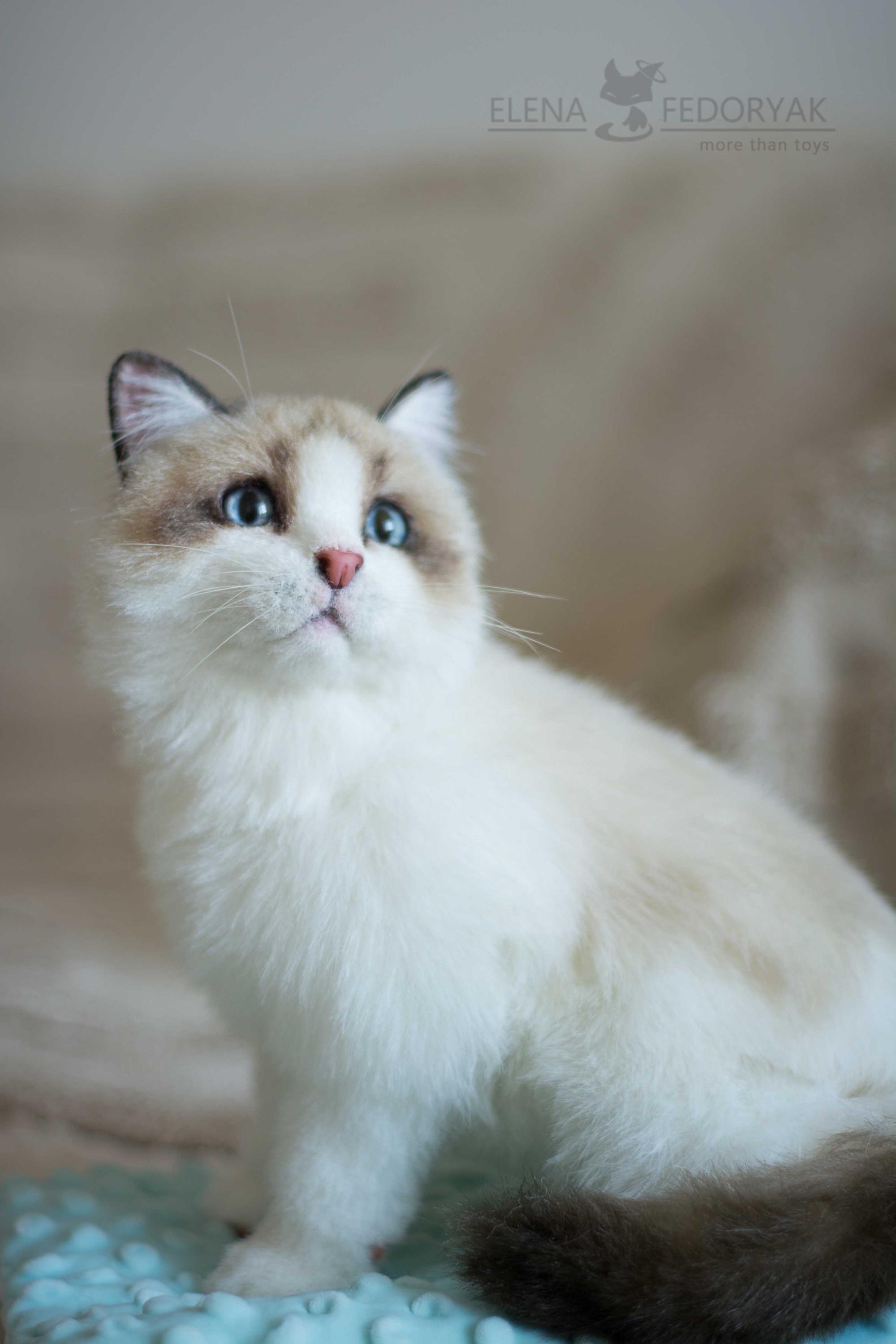 ラグドールの子猫モンゴ - OOAK アーティスト 手作りのコレクション用