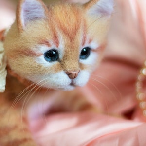 Puede incluir: Primer plano de un gatito jengibre con ojos azules que lleva un lazo de color melocot&oacute;n. El gatito est&aacute; tumbado sobre una tela de sat&eacute;n rosa.