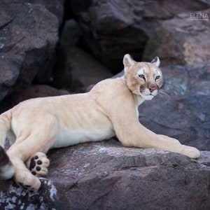 May include: A light brown cougar with black spots lies on a large gray rock. The cougar is looking to the right of the image.