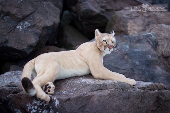 Cougar. Real size poseable Realistic toy. OOAK. Handmade collectible animal by photo (MADE to ORDER)