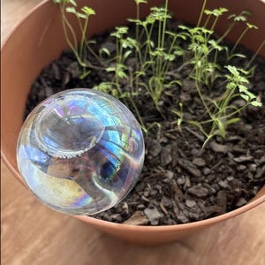 May include: A clear, iridescent bubble rests in front of a potted plant with green sprouts. The pot is a light brown color and filled with dark brown soil. The bubble reflects colors of the rainbow.