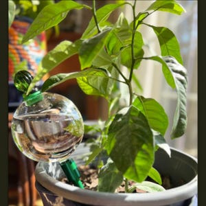May include: A clear glass self-watering globe with a green decorative top is inserted into the soil of a potted plant. The plant has vibrant green leaves. The globe is filled with water, providing a slow-release irrigation system for the plant.