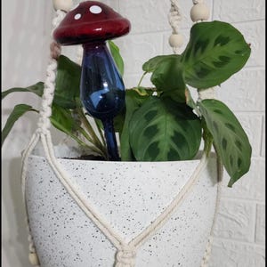 May include: A white speckled ceramic hanging planter with a Maranta plant. A decorative glass mushroom water globe with a red cap and blue stem is inserted into the soil. The planter is suspended by a macrame hanger.