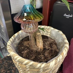May include: A decorative glass mushroom plant waterer with a rainbow-colored top and a pink base. The waterer is inserted into a potted plant in a woven basket. The basket is lined with plastic.