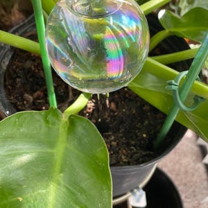 May include: A clear glass watering globe with a rainbow iridescent effect, inserted into the soil of a potted plant. The plant has large, green leaves and is supported by a green stake. The pot is black.