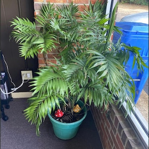 May include: A potted green palm plant with long, feathery leaves. The plant is in a teal-colored pot and decorated with two mushroom figurines. The pot sits on a dark gray surface next to a brick wall.