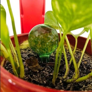 May include: A green glass globe plant watering device inserted into the soil of a potted plant. The globe has a speckled pattern and is surrounded by green leaves and stems. The pot is red.