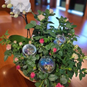 May include: A potted arrangement featuring a white orchid and miniature roses with pink and cream blooms. The arrangement includes green foliage and decorative glass spheres, creating a vibrant and elegant display.